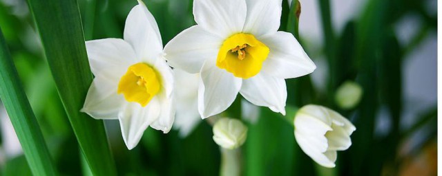 水仙花种土里的次序 怎么种植水仙花