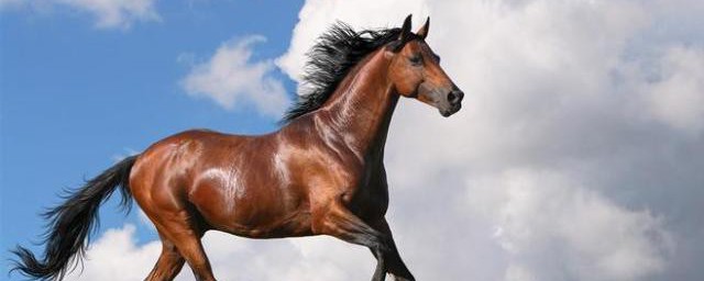 梦见马和骆驼什么意思 梦见马和骆驼什么意思