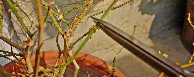 茉莉花的修剪方法 茉莉花的修剪方法介绍