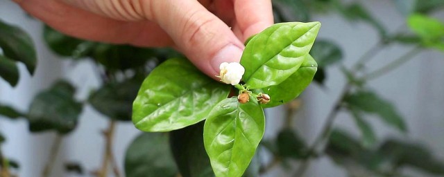 茉莉花的繁殖技巧 关于茉莉花的繁殖办法