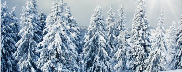 关于雪松的资料 关于雪松的介绍