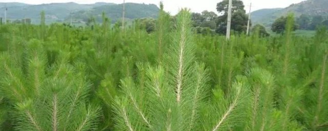 可以辨别方向的植物 可以辨别方向的植物有哪些