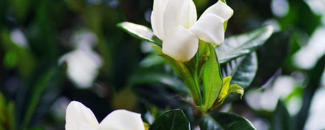 栀子花如何修剪才能开花旺盛 栀子花的修剪技巧