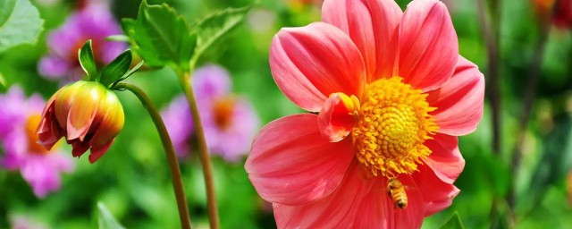小丽花是一年生还是多年生 小丽花简介