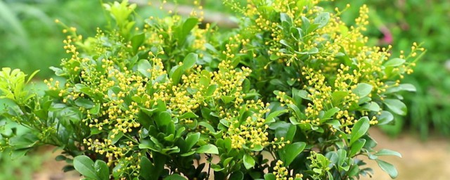 米兰不开花是什么原因 为什么米兰不开花