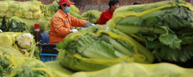 冬储大白菜办法是什么 大白菜冬天如何保存