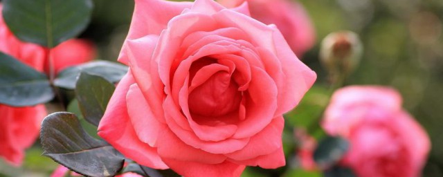 月季花苞没开就枯萎了是什么原因 月季花苞没开就枯萎的原因介绍