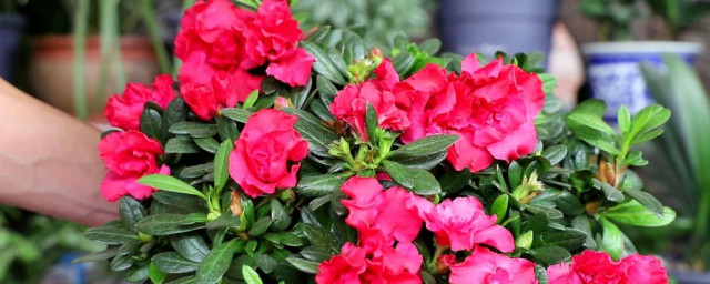 杜鹃花夏季的管理和养护 杜鹃花夏季的管理和养护方式分享
