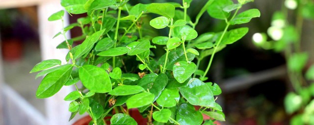 盆栽茉莉花施什么肥料 盆栽茉莉花施肥料的要领