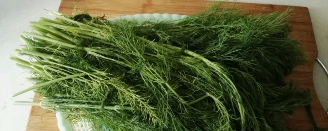 茴香苗发黄是什么原因 茴香苗发黄原因分享