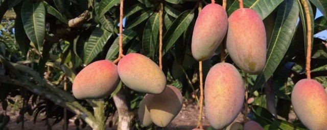 芒果养殖方法 芒果种殖方法