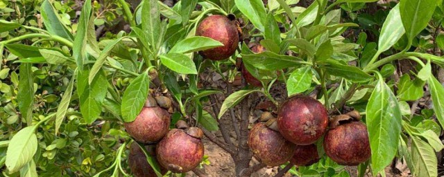 山竹怎么种植方法 关于种植山竹的方法
