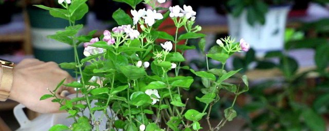 茉莉花修剪办法 茉莉花怎样修剪