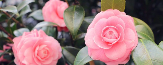 花生虫子了用什么办法能去掉 花生虫子了怎么能去掉