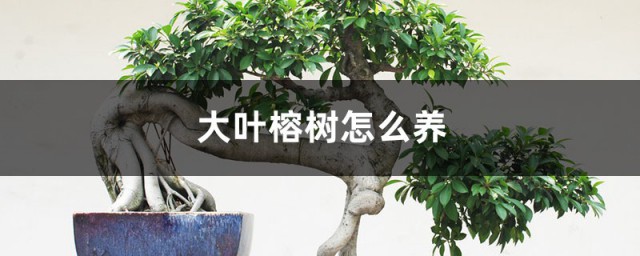 大叶榕树的养殖方法 大叶榕树如何过冬