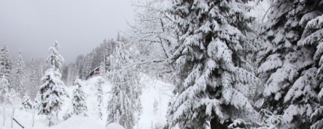 立雪求道是什么意思 立雪求道的意思