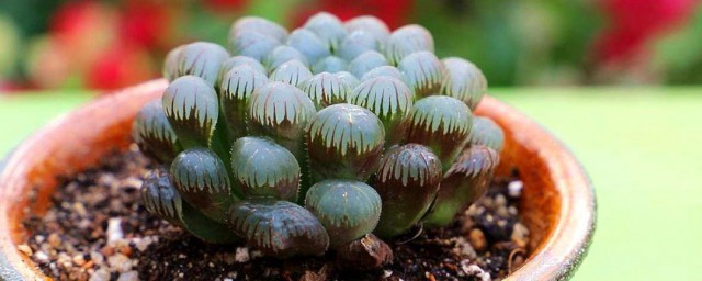 玉露多肉养殖方法 玉露多肉种植方法