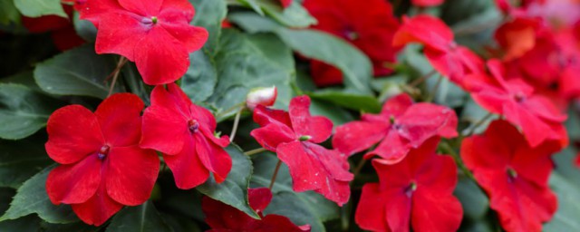 风仙花养殖方法 关于风仙花养殖方法