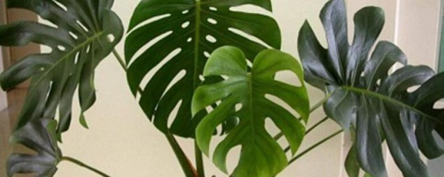 八种植物招财又旺宅龟背竹 什么植物招财又旺宅