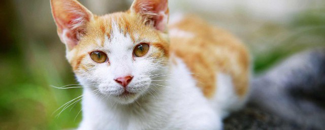 给猫洗澡怎么洗 给猫洗澡的正确做法