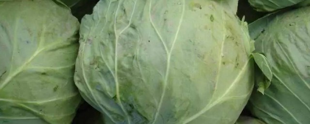 圆菜的做法大全 圆菜的做法有哪些
