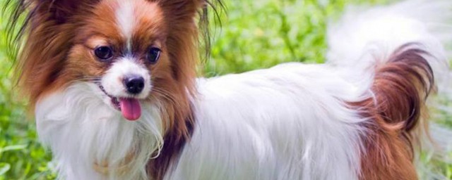 蝴蝶犬好养吗 蝴蝶犬的养殖方法