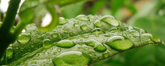 末伏是二十四节气吗 末伏是不是二十四节气