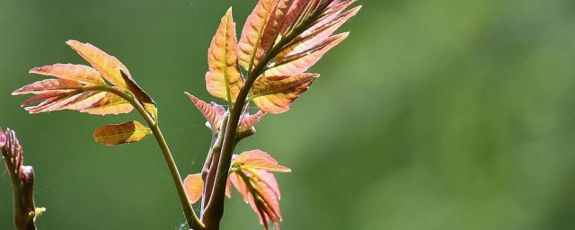 怎样储存椿芽 椿芽如何保存呢