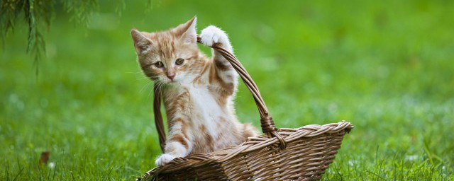 喂养小猫咪的方式 如何喂养小猫咪