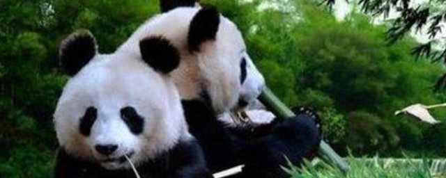 向外国人简介大熊猫 向外国人简介中国大熊猫