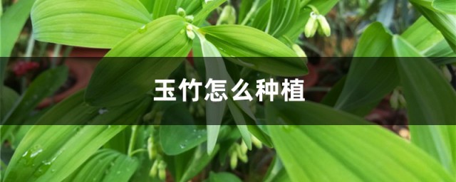 玉竹种植 玉竹怎么种植