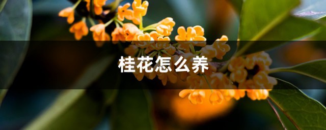 桂花养植 桂花如何养植