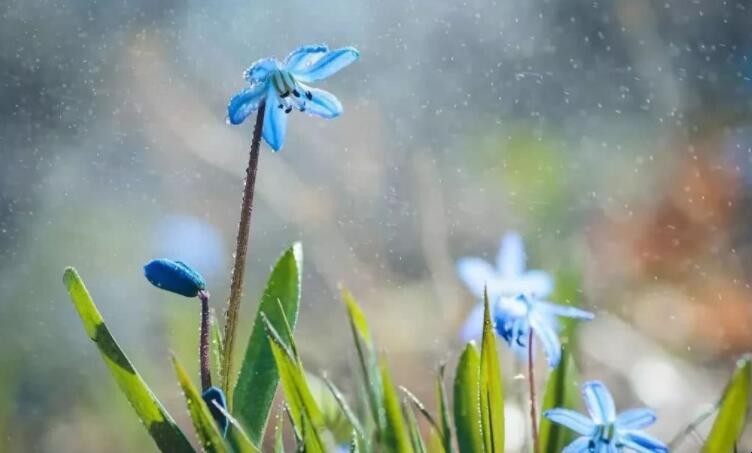 春天的雨像什么比喻句有哪些