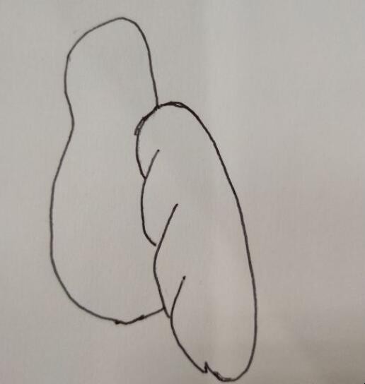 喜鹊简笔画怎么画