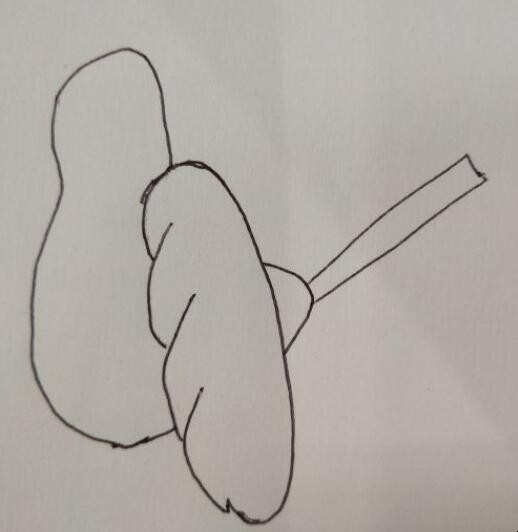 喜鹊简笔画怎么画