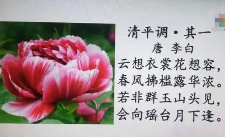 云想衣裳花想容的全诗是什么