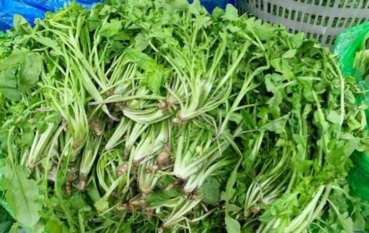 吃荠菜有什么好处