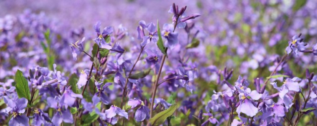 芷的意思 芷怎样解释