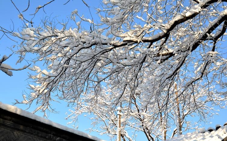 关于春雪的诗句有哪些