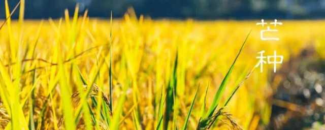 芒种的意思 芒种是什么