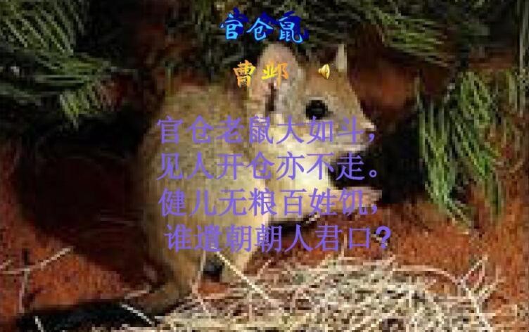 《官仓鼠》的创作背景是什么