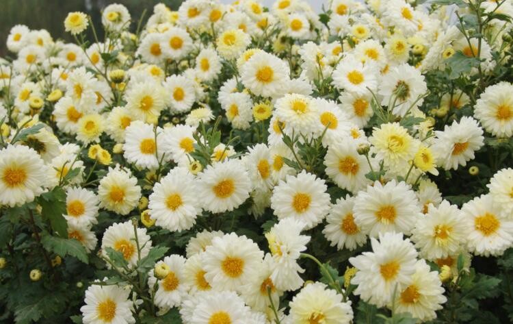 白菊花的禁忌是什么