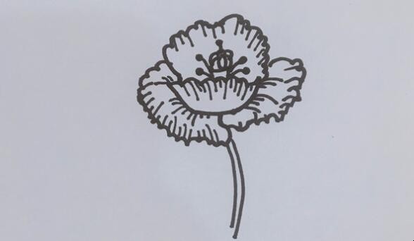 罂粟花简笔画怎么画