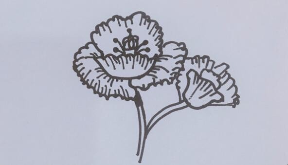 罂粟花简笔画怎么画