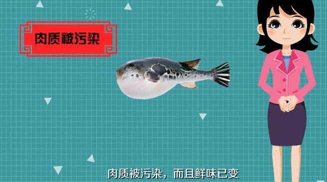 河豚怎么处理才没毒