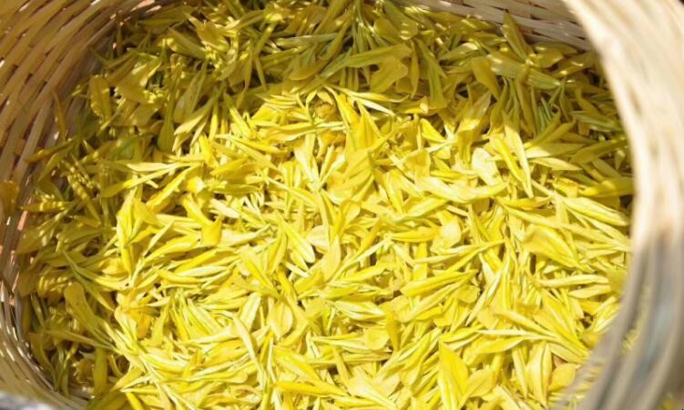 黄金茶属于什么茶