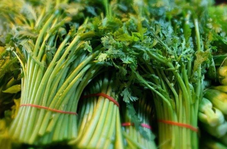 茼蒿形态特征有哪些
