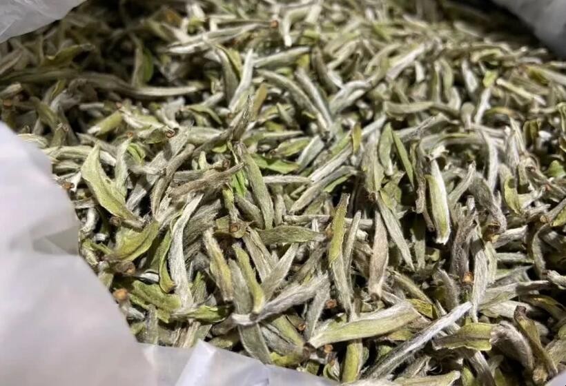 福建白茶属于什么茶