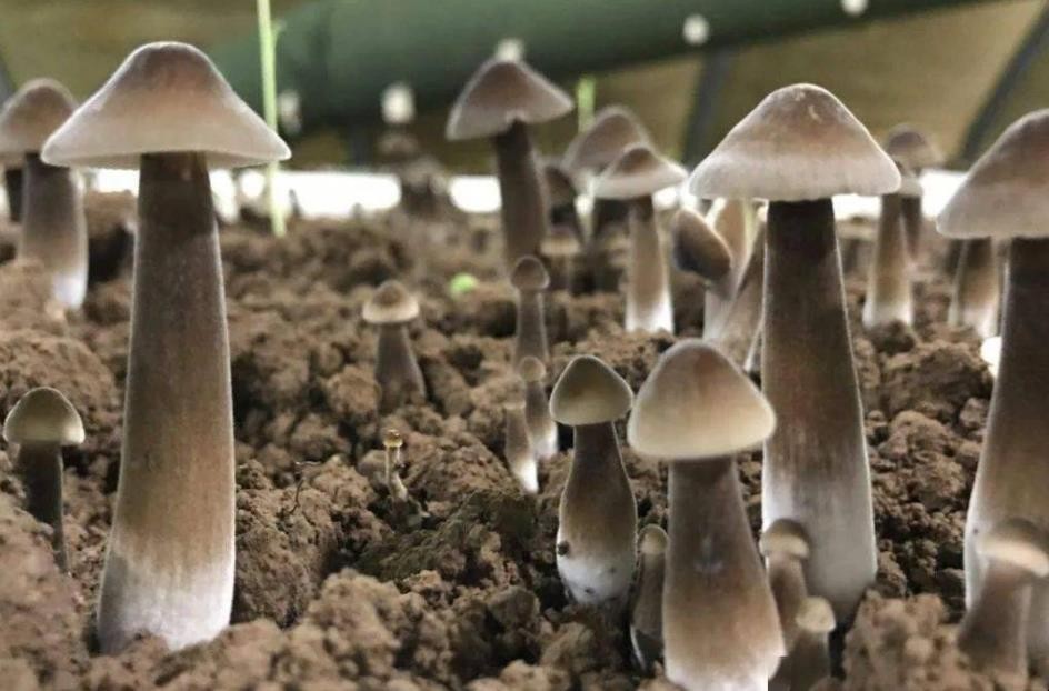 黑皮鸡枞菌