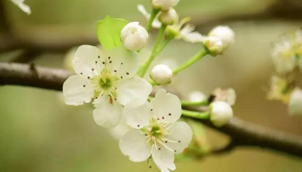 梨花淡白柳深青是什么意思